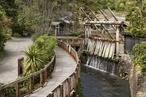 Te Wao Nui