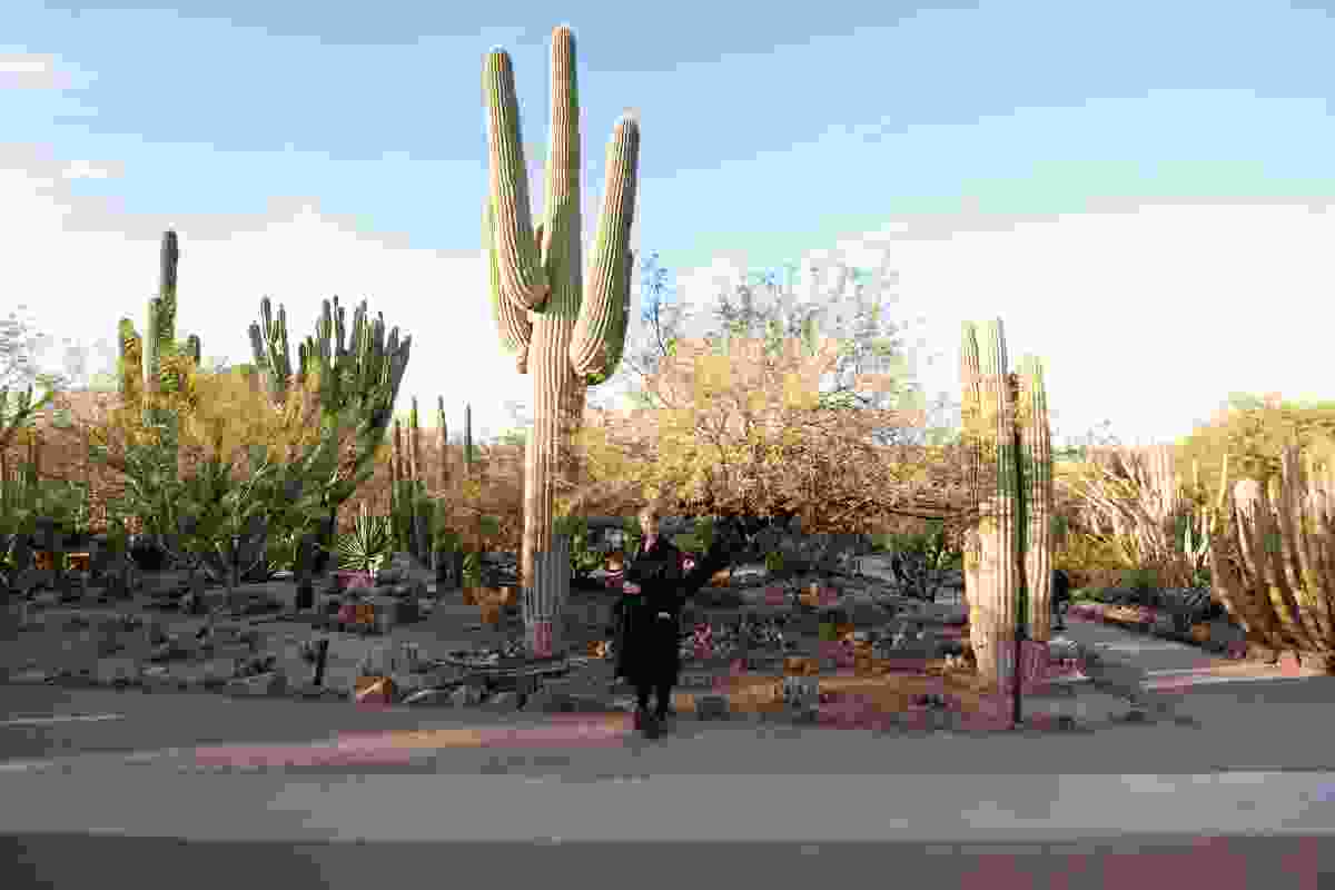 Catherine Rush lends scale to naturally occurring Carnegiea gigantea at Desert Botanical Garden in Phoenix, USA.