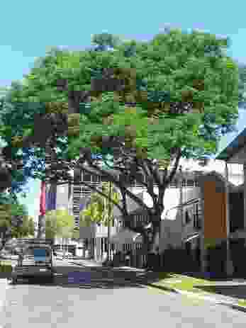 A mature Cassia fistula “golden shower tree” in central Darwin, contrasted with a row of palms further down the street.