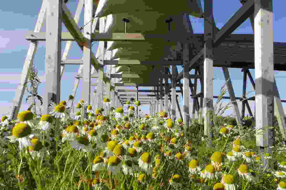Flowers thrive beneath the timber memorial’s timber structure.
