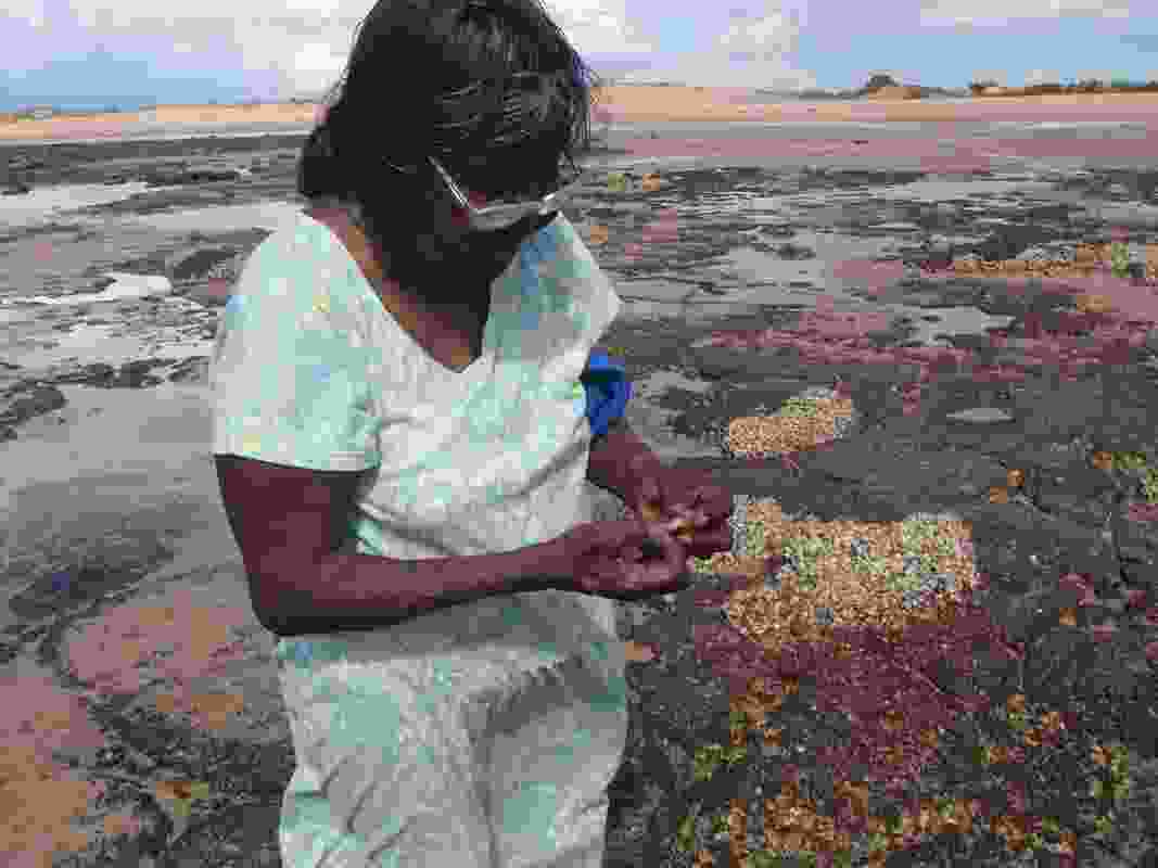 Cissy Djiagween collecting oysters.
