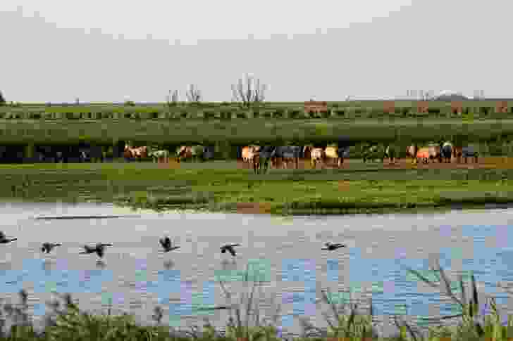 Konik horses gather at Oostvaardersplassen,
a nature reserve and long-term rewilding project in the Netherlands.