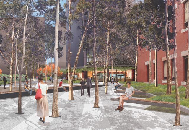 The scale of the surrounding office towers is reduced through the introduction of Corymbia and Eucalypt species, which create a continual canopy throughout the plaza.