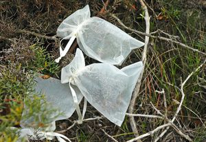 Bagging developing fruits of grevillea helps to ensure mature seed is collected.