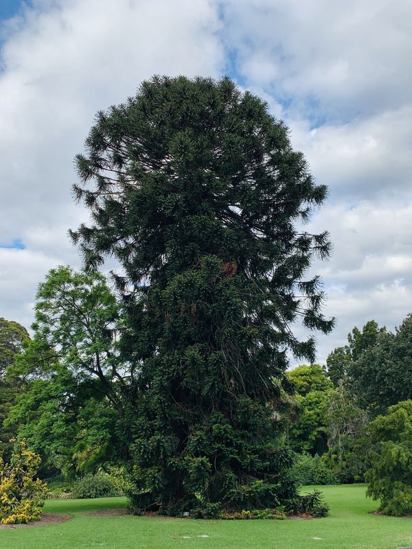2019 Victorian Tree of the Year announced Landscape Australia