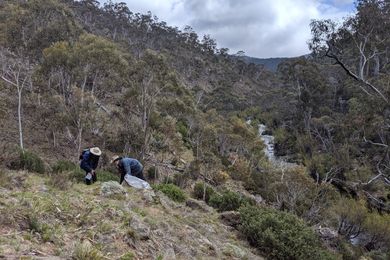 The Biodiversity Recovery Project will enable RBGV to regenerate critical habitats for wildlife and secure rare plant species for the Victorian Conservation Seedbank.
