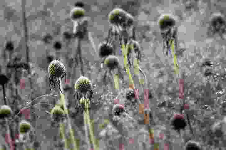 The Oudolf Field by Piet Oudolf, Hauser & Wirth Somerset, United Kingdom.