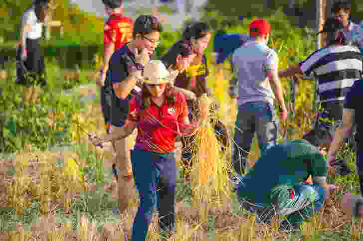 Staff and students participating in the harvest of the rooftop crops at Puey Learning Center at Thammasat University in Rangsit by Landprocess.