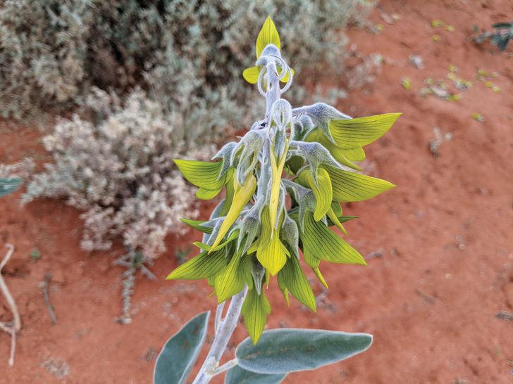 Spectacular porcupine grass (Triodia scariosa), regal green birdflowers (Crotalaria cunninghamii) and other desert peas greet visitors at the entrance to the garden.