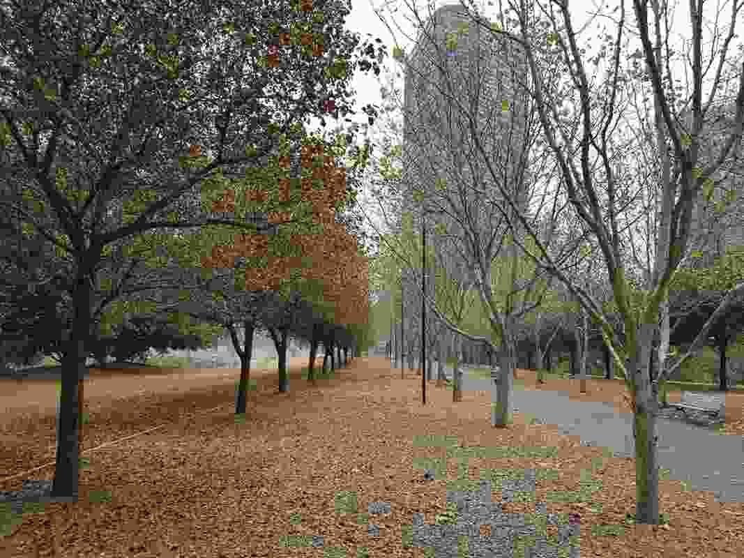 London plane trees and ornamental pear trees experienced water stress at Bicentennial Park in January 2020, when a mechanical fault affected the irrigation system.