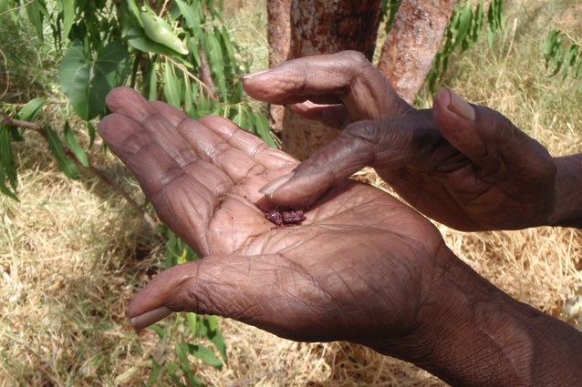Cissy Djiagween showing the sap of the Corymbia dampieri which has medicinal uses.