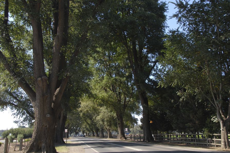 The 2020 Victorian Tree of the Year winner – Bacchus Marsh Avenue of Honour, Bacchus Marsh