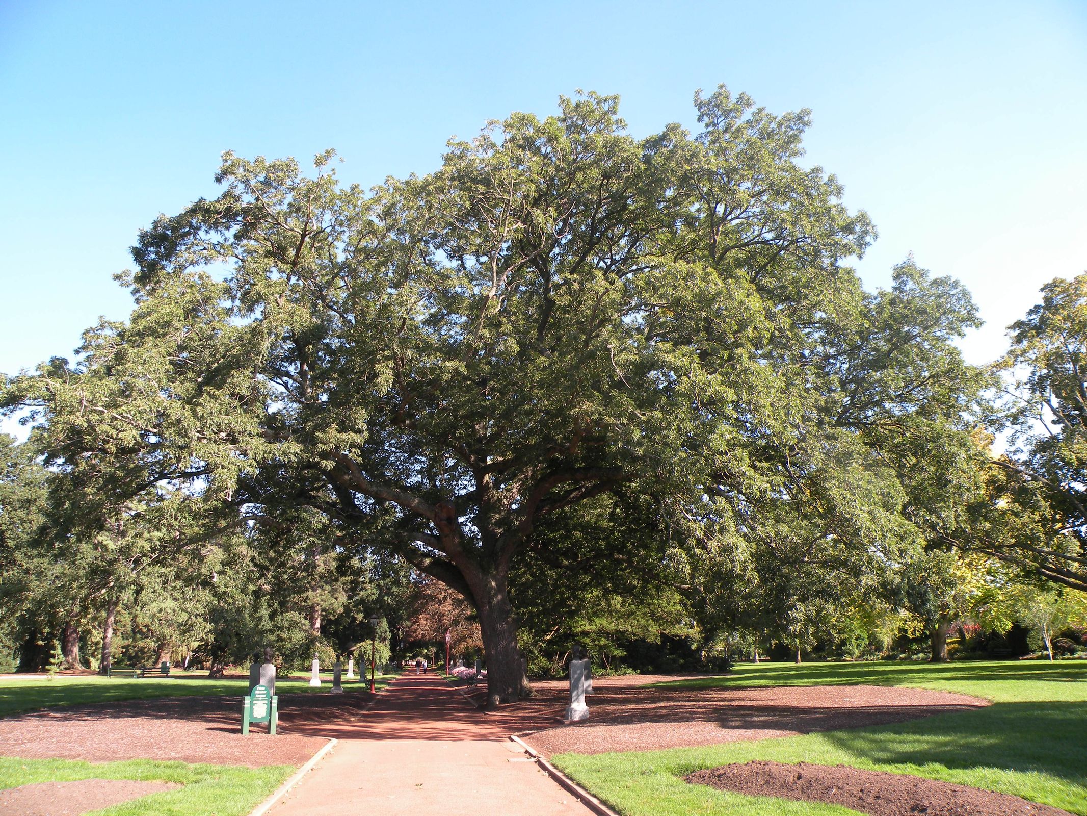2019 Victorian Tree of the Year announced | Landscape Australia