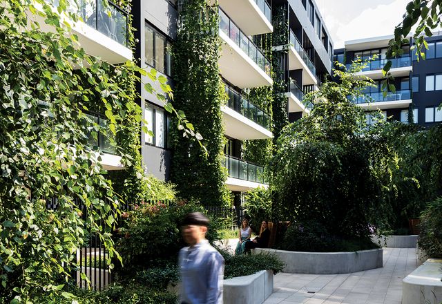 Within the communal courtyard of the Eve Apartments plantings of blue thunbergia, star jasmine and kangaroo vine provide privacy and passive cooling benefits to the project’s residents.