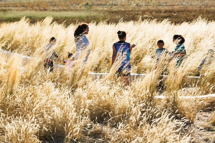 A golden field is created in the summer months when the grasses go to seed.