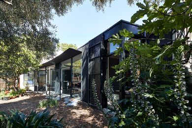 The charred timber exterior of the extension curves around an olive tree and recedes into the garden.