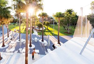 A composition of Washington palms perforates the paved area at the entrance to the pool.