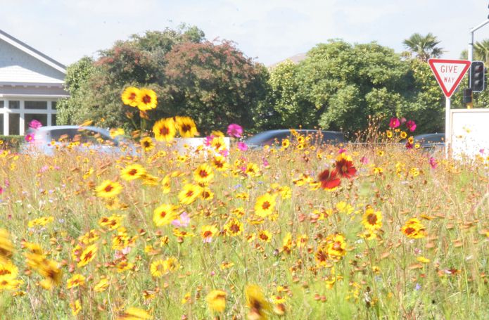 Wild flowers sown by Colour me Christchurch on the corner of Idris and Papanui roads. A colourful break and very popular.