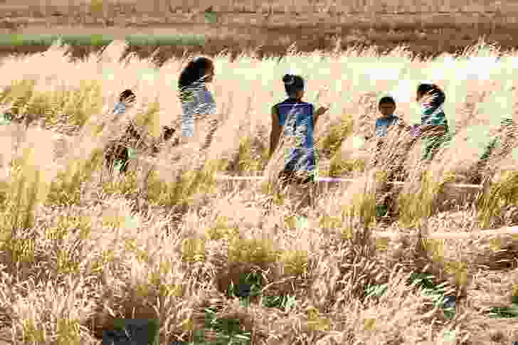 A golden field is created in the summer months when the grasses go to seed.