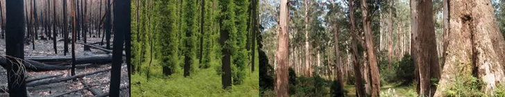 The ideal time interval between fire disturbances to provide food and shelter to yellow-bellied gliders in mountain ash forest is more than 120 years, to allow new trees to grow after burning kills old trees. Photos show progression from newly burnt to old growth forest.