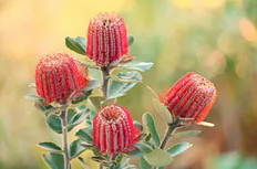Banksias are a key component of the ecosystem in the protea-rich mallee-heath forest.