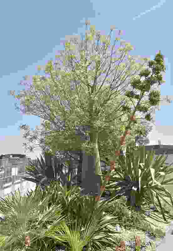 A Brachychiton rupestris is a central focus among drought-tolerant plantings of Chamaerops humilis, Furcraea selloa ‘Marginata’ and Furcraea bedinghausii .