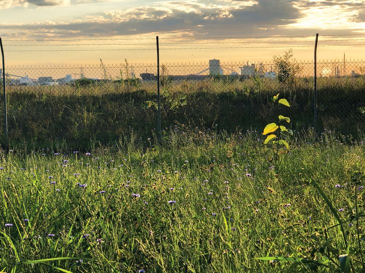 A meadow of purple coneflower set against the area's industrial background glints in the afternoon sun.