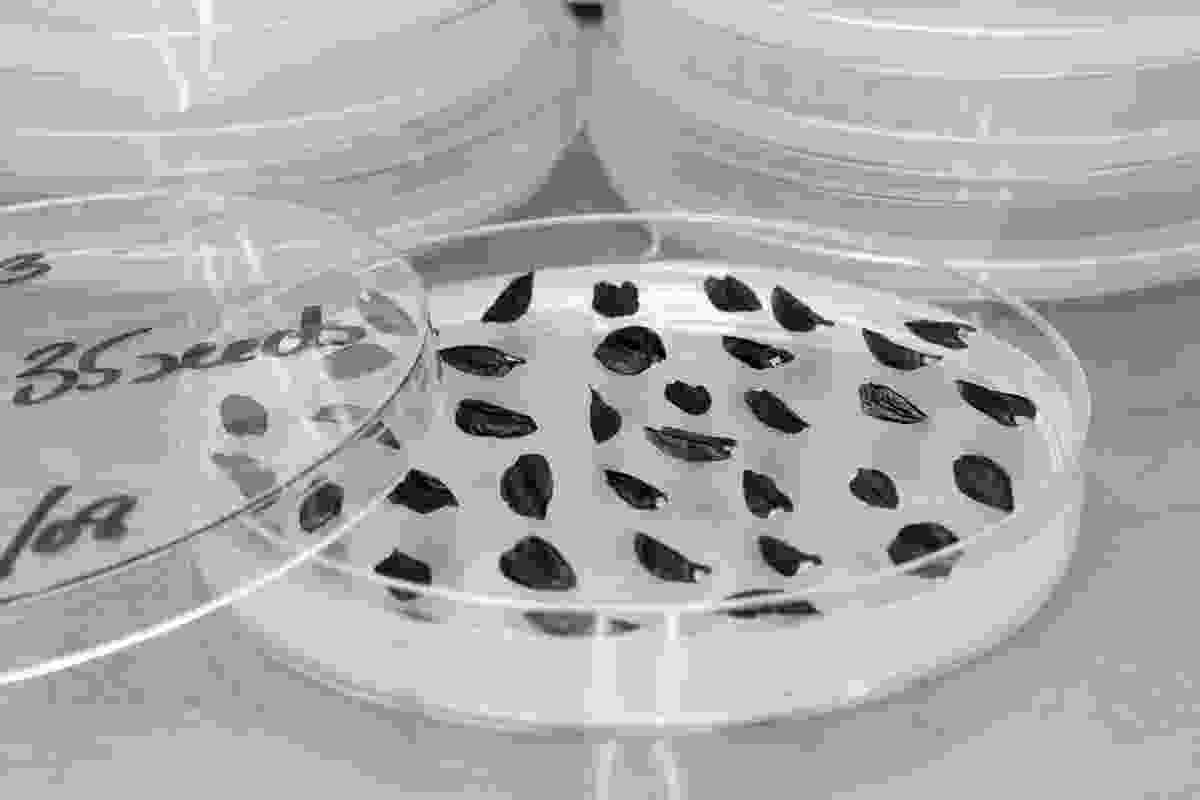 Seeds are germinated on agar in glass dishes, under controlled conditions in the laboratory.