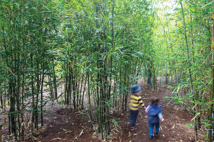 A dense bamboo forest at Ian Potter Children's Wild Play Garden designed by Aspect Studios at Centennial Park encourages exploration and adventure.