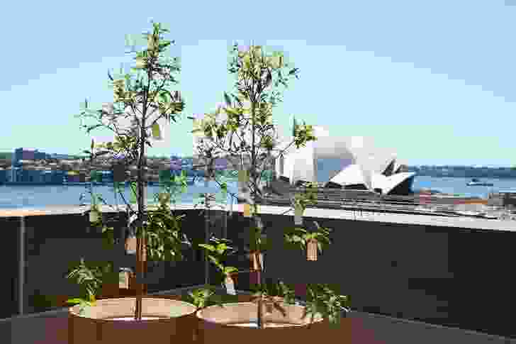 Wish Tree for Sydney (1996/2013) with planters by Catherine Lassen.
