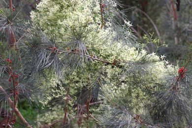 Clematis microphylla grows through the branches of a nitrogen-fixing Allocasuarina littoralis on the banks of the Yarra River.