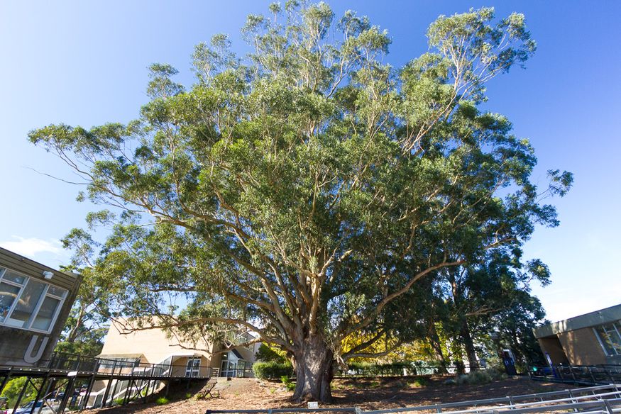 2019 Victorian Tree of the Year announced Landscape Australia