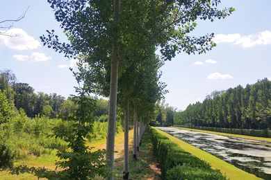 New forest and palisade along the Grand Canal at the Château de Courances in France, with hedge, lawn, tree row and gridded forest beyond.