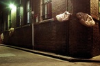 Laneways By George! Hidden Networks