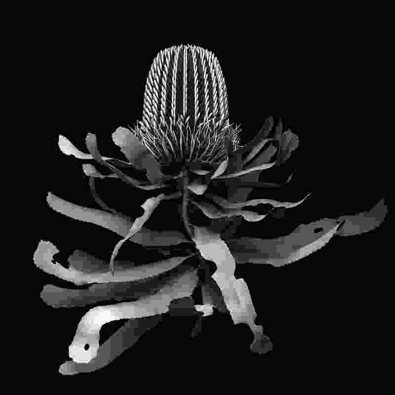 Henderson’s works explore the visual intersection of reality and technology, pushing the boundaries of botanical art; banksia menziesii/2021.