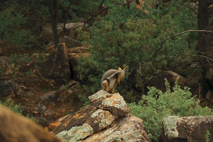 An andu (yellow-footed rock-wallaby) that is part of a recovering population at Brachina Gorge, Ikara-Flinders Ranges National Park.