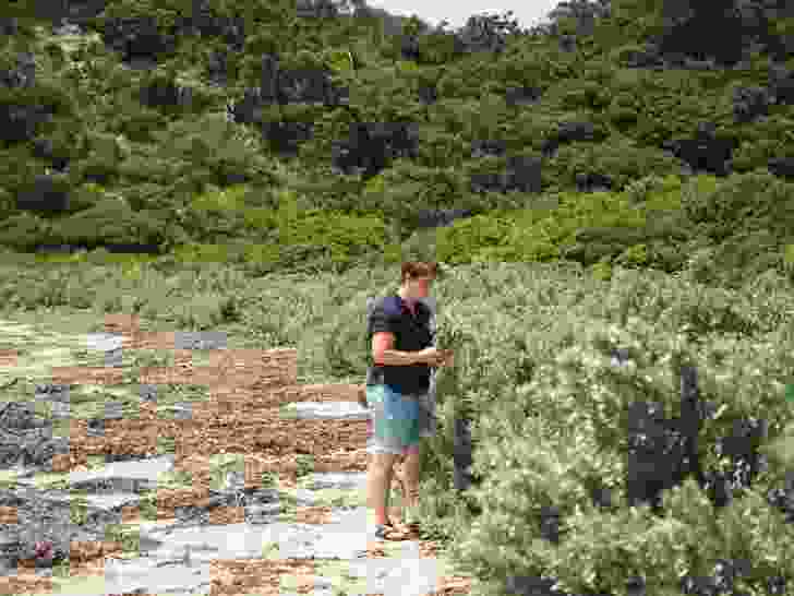Foraging for edible plants along the coast has helped to strengthen Jess Hodge’s understanding of endemic species.