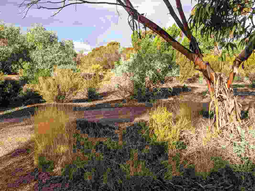 Looping paths link different botanical collections from various deserts around Australia.