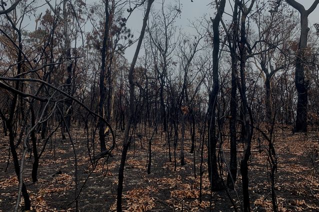 “The bush is ready to blow again”: Intelligent planning through the ...