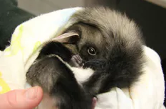 The food and shelter needs of the yellow-bellied glider were used to determine the health of the Victorian mountain ash forest.