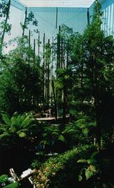 Forest Gallery, Melbourne Museum, by Taylor Cullity Lethlean. Image: Ben Wrigley. 