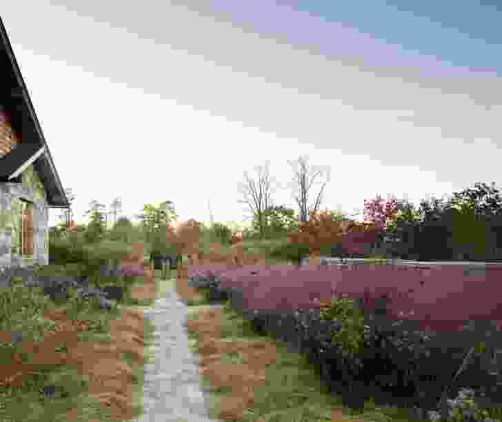 Native Meadow, Virginia by Nelson Byrd Woltz Landscape Architects. ‎Muhlenbergia capillaris (pink muhly grass), creates a pink wash across the horizon when it’s in bloom. 