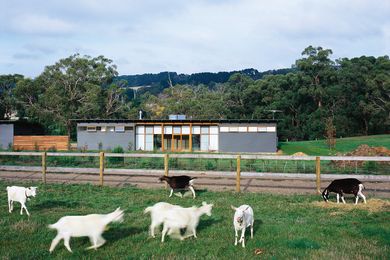 The project grew into a full masterplan that included future business plans for becoming makers of goats’ cheese.