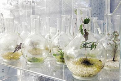 Laboratory flasks house impaired botanical seedlings.