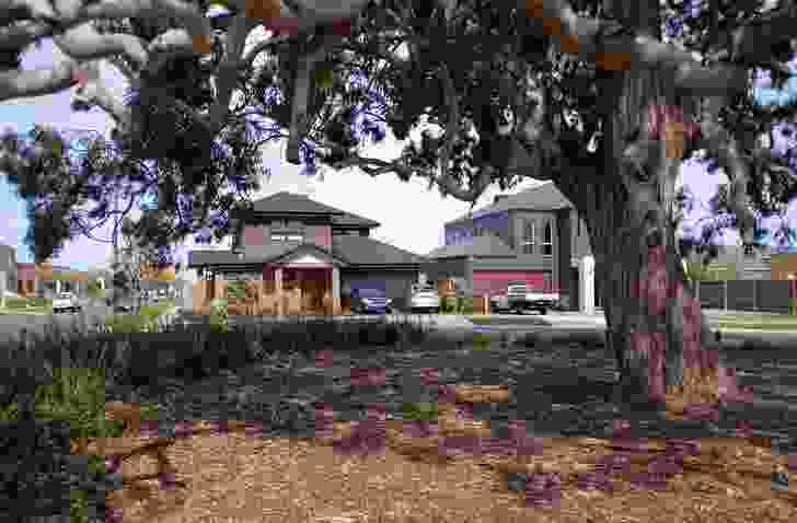 At Aurora, streets have been morphed and composed to frame majestic river red gums.