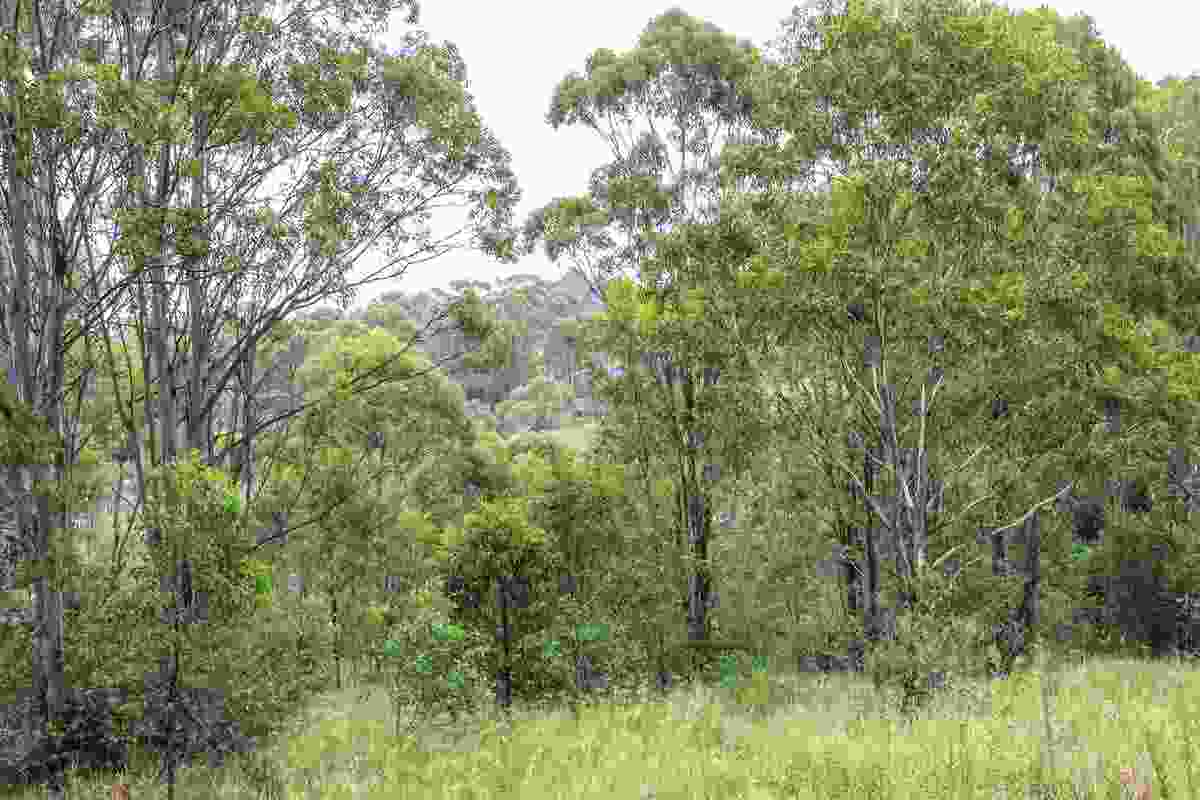 The Cumberland Plain Woodland in Western Sydney is an endangered ecological community threatened by land clearing for agriculture and urban sprawl.