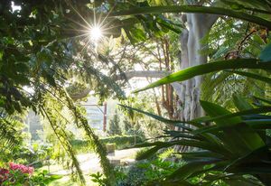 Wendy Whitely has for more than 20 years worked on developing a public garden, her secret garden, at Lavender Bay in Sydney.