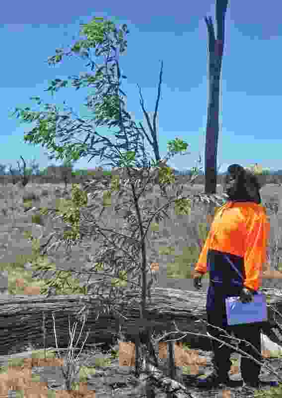 Wemba-Wemba revegetation underway at First Marsh in Koorangie Wildlife Reserve in Gannawarra in northern Victoria.