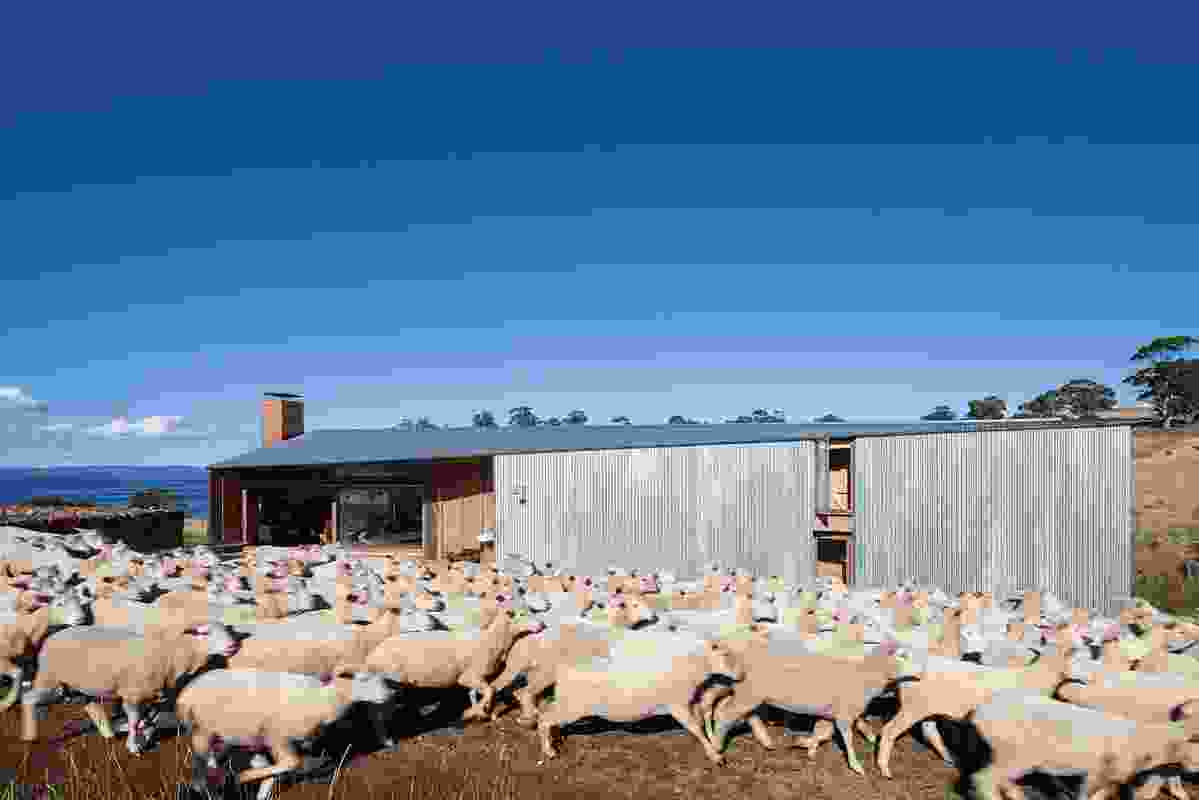 Shearer’s Quarters is a working sheep station.