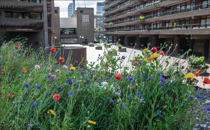 A continually shifting colour palette of plants at the Barbican elicits surprise and wonder and highlights the passing of time.